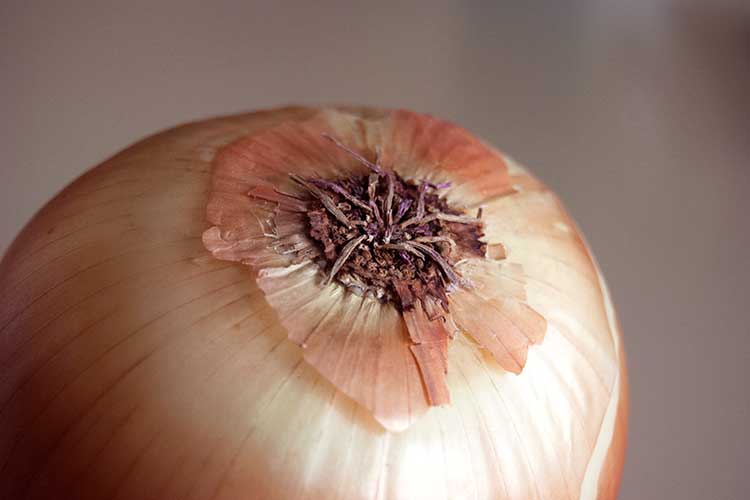 044-onion